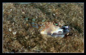 This Juvenile Lizard Fish was only about 5cm in length (s... by Allen Walker 